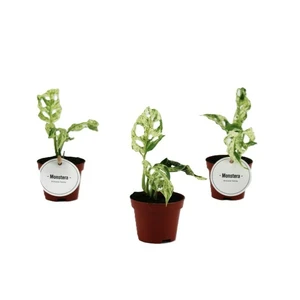 Monstera 'Frozen Freckles'