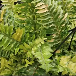 Nephrolepis exaltata 'Tiger'