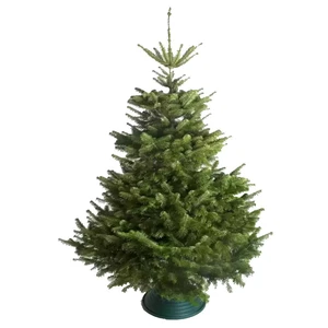 Nordmann Fir Fresh Cut