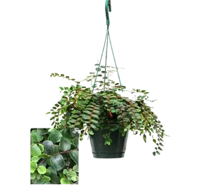 Pellaea rotundifolia