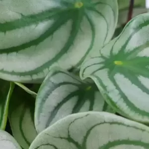 Peperomia argyreia