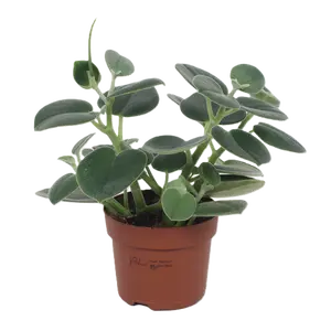Peperomia incana