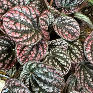 Peperomia 'Lucinda'