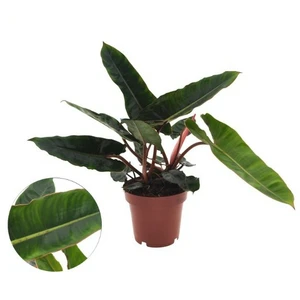 Philodendron billietiae