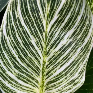 Philodendron 'Birkin'
