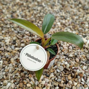 Philodendron 'Florida Bronze'