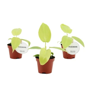 Philodendron 'Golden Violin'