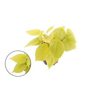 Philodendron hederaceum var. hederaceum 'Micans Lime'