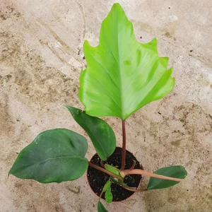 Philodendron 'Mayoi'