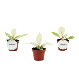 Philodendron 'Snowdrift'