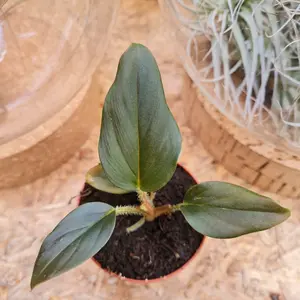 Philodendron squamicaule 'Red'