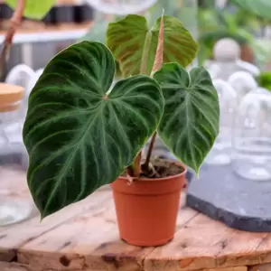 Philodendron verrucosum