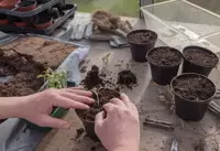 Potting & Propagation