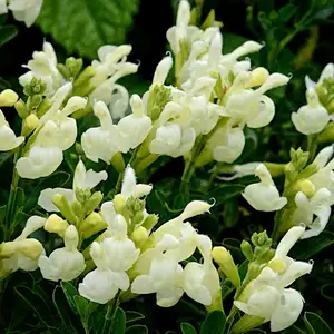 Picture Credit - © New World Plants