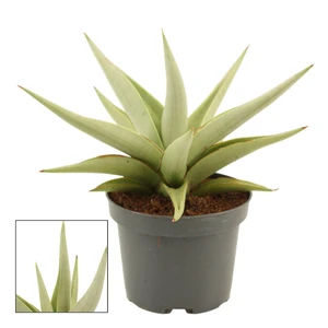 Sansevieria 'Chanin Crown'