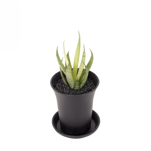 Sansevieria 'Comet Chrysanta Lemon'