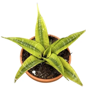 Sansevieria 'Gabriella Variegata'