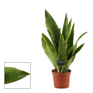 Sansevieria 'Graylin'