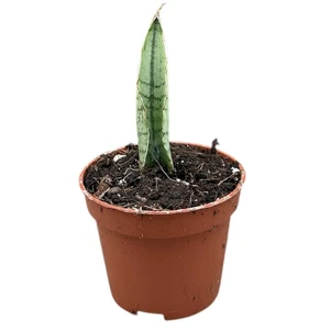 Sansevieria 'Himalayan'