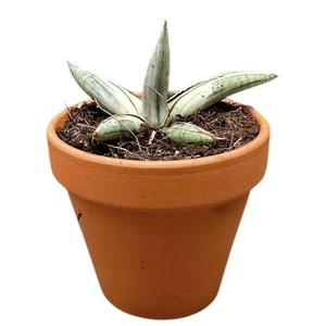 Sansevieria 'Lavranos Blue Clone'