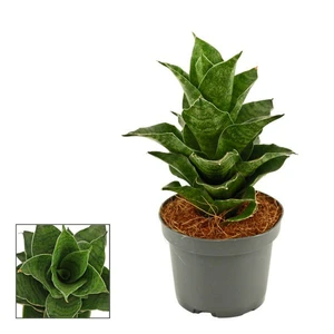 Sansevieria 'Mahanakorn'