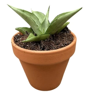 Sansevieria 'Manee Thawee'