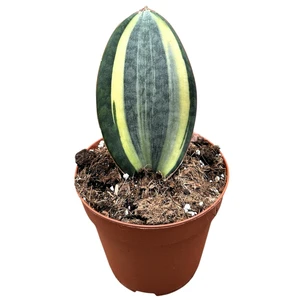 Sansevieria 'Masoniana'