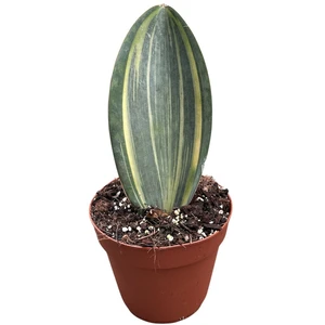 Sansevieria 'Masoniana Aurea'