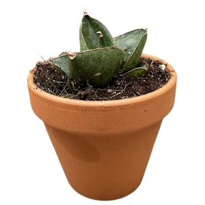 Sansevieria 'Opera House'