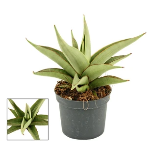 Sansevieria 'Platinum Crown'