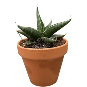 Sansevieria 'Prabu'