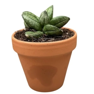 Sansevieria 'Pyramid'