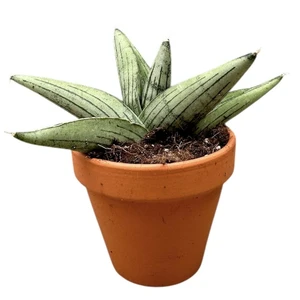 Sansevieria 'Rookie'