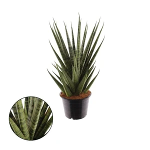 Sansevieria 'Sem'