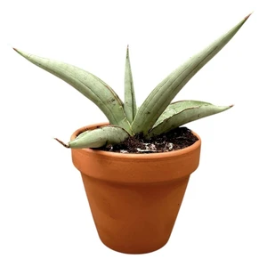 Sansevieria 'Swan Dancer'