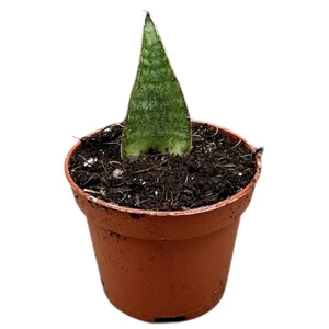 Sansevieria 'Table Mountain'