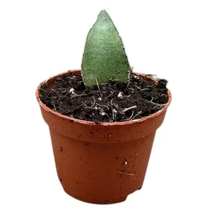 Sansevieria 'Tower Gray'