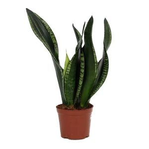 Sansevieria 'Whitney'