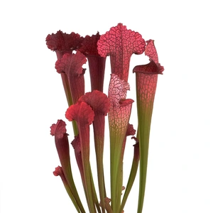 Sarracenia 'Juthatip Soper'