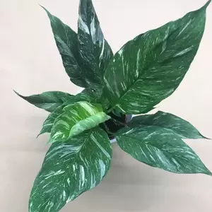 Spathiphyllum 'Diamond Variegata'