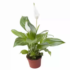 Spathiphyllum 'Pearl Cupido'