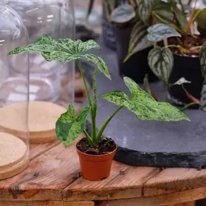 Syngonium 'Mottled' (Mojito)