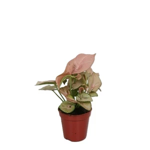 Syngonium 'Red Heart'