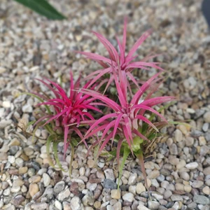 Tillandsia creative Red - Air Plant