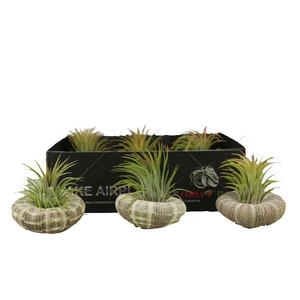 Tillandsia Shell - Air Plant