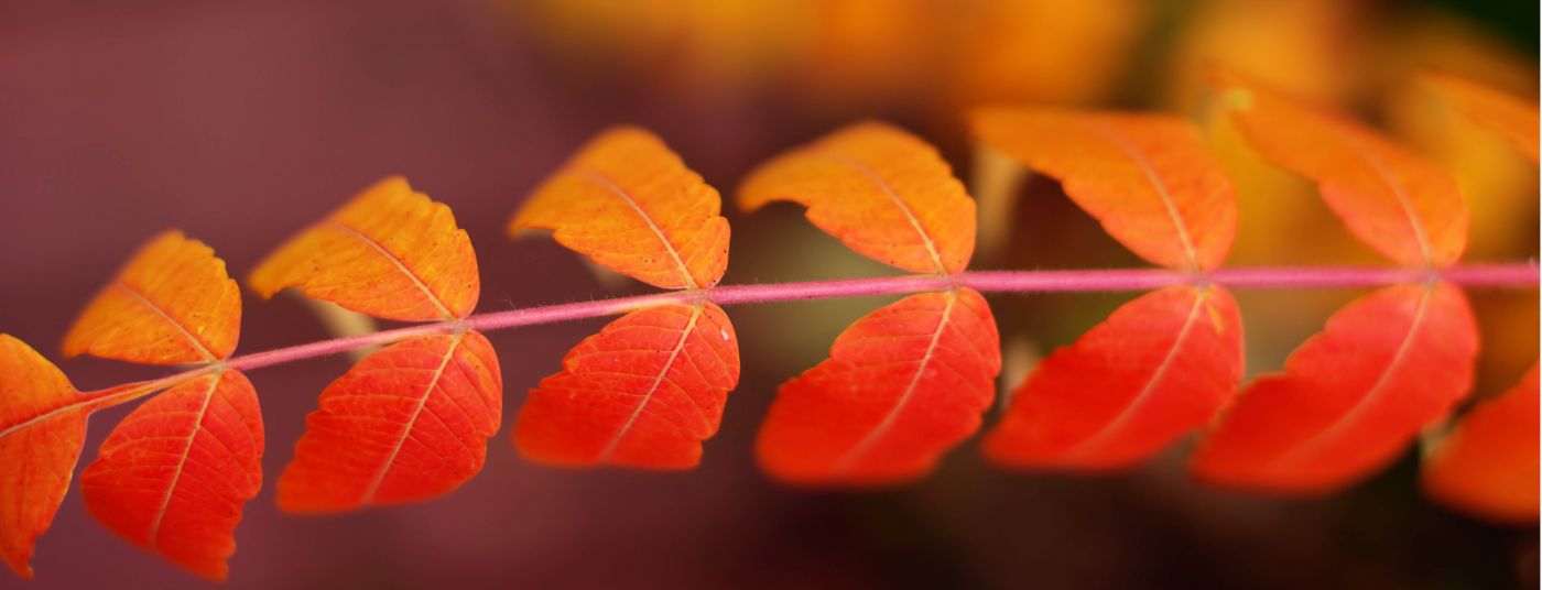 Autumn - Looking good this Autumn LOOKING GOOD THIS AUTUMN