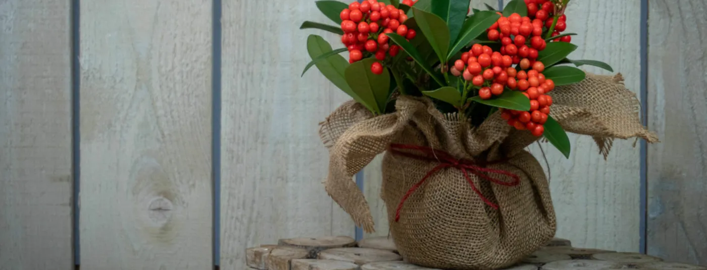 Christmas - Plants for Presents Plants For Presents