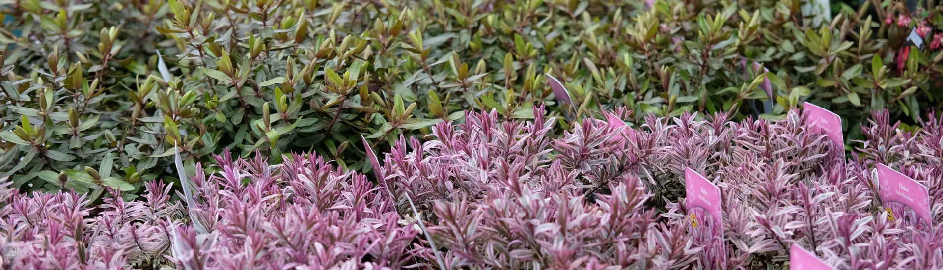 Spring - Hebe POTM HEBE