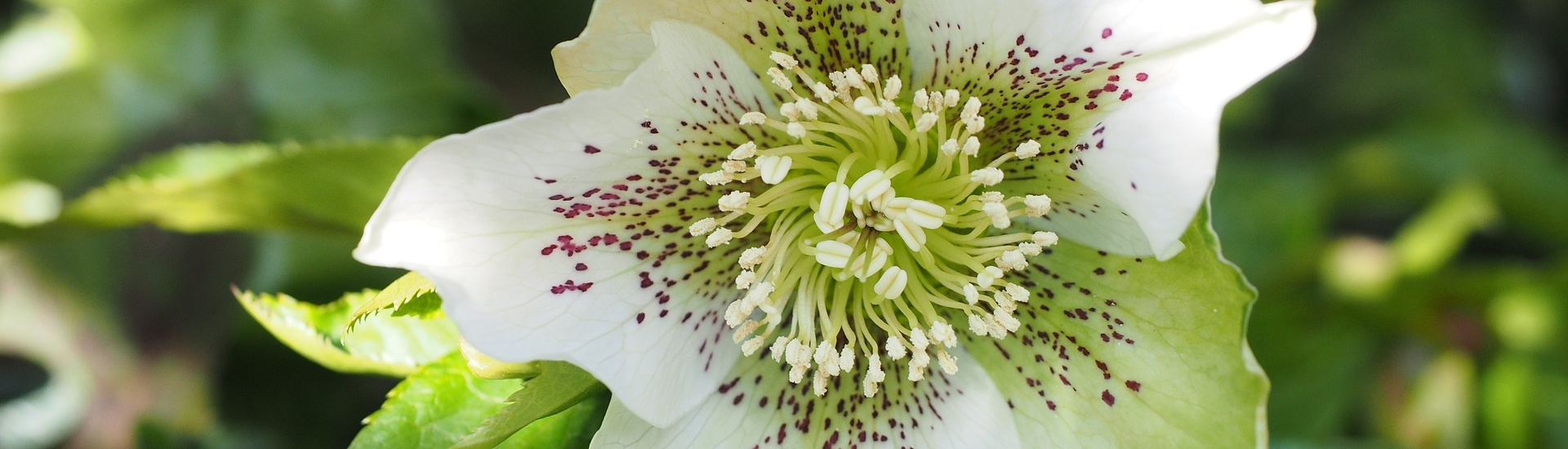 POTM - Hellebore Hellebore