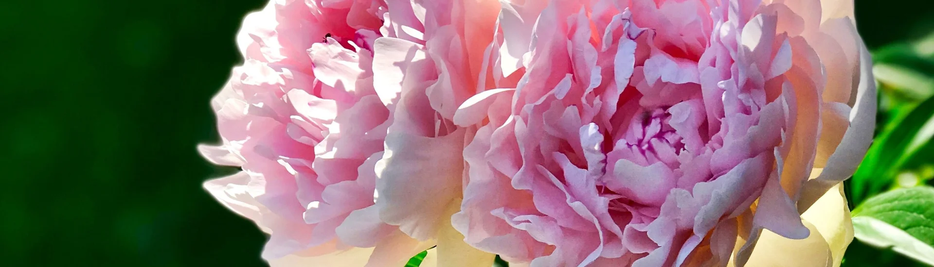 Peony - Autumn Planting Years of beautiful flowers